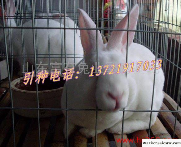 供應河南最大種兔場圖便宜的種兔去哪買工廠,批發,進口,代購