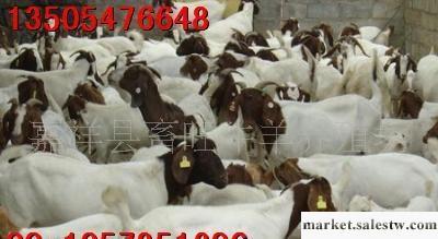 供應肉羊 純種波爾山羊山東畜旺牧業牛羊驢養殖基地工廠,批發,進口,代購