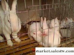 供應濟寧種兔場種兔價格分析種兔養殖利潤工廠,批發,進口,代購
