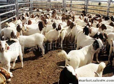 供應山東波爾山羊繁育基地波爾山羊 小尾寒羊 杜波綿羊 奶山羊 種羊工廠,批發,進口,代購