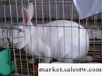 供應兔子養殖|獺兔|獺兔價格|獺兔養殖技術|圖|種兔場|工廠,批發,進口,代購