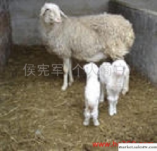 供應改良肉羊小尾寒羊 育肥羊羔 繁殖母羊 純種高腿小尾寒羊種公羊 養羊利潤工廠,批發,進口,代購