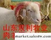供應改良肉羊山羊綿羊種羊苗、育肥羊羔、繁殖母羊、純種種公羊、免費送貨產品回收工廠,批發,進口,代購