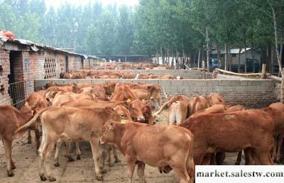 純種牛犢品種牛犢價格牛犢管理盛旺牧業工廠,批發,進口,代購