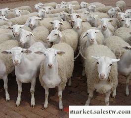 供應養殖育肥肉羊山羊綿羊種羊羔 改良育肥羊 繁殖母羊 種公羊 肉羊育肥繁殖利潤工廠,批發,進口,代購