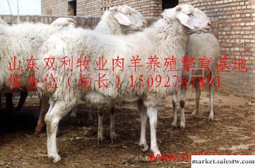供應改良肉羊高腿小尾寒羊 育肥羊羔 繁殖母羊 種公羊 小尾寒羊價格行情工廠,批發,進口,代購