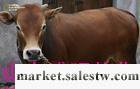 優質利木贊牛養殖利木贊牛養殖技術畜牧師指導您工廠,批發,進口,代購