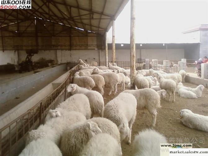 供應專業養殖肉牛肉羊肉驢萬家養殖場工廠,批發,進口,代購