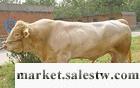 優良肉牛種牛育肥牛夏洛萊牛利木贊牛烏頭牛牛犢工廠,批發,進口,代購