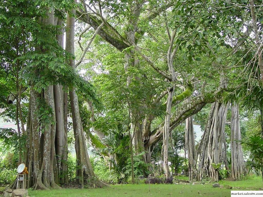 提供服務大理麗江西雙版納云南旅游7日游工廠,批發,進口,代購