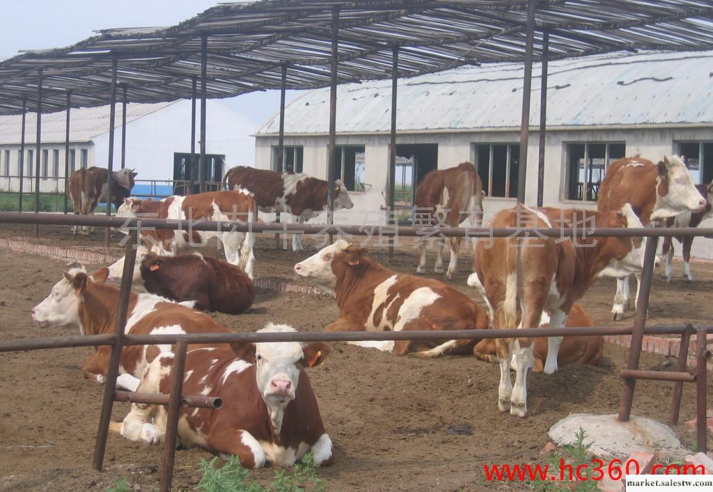 農村養殖肉牛 農村發家致富養殖肉牛  農村養殖肉牛工廠,批發,進口,代購