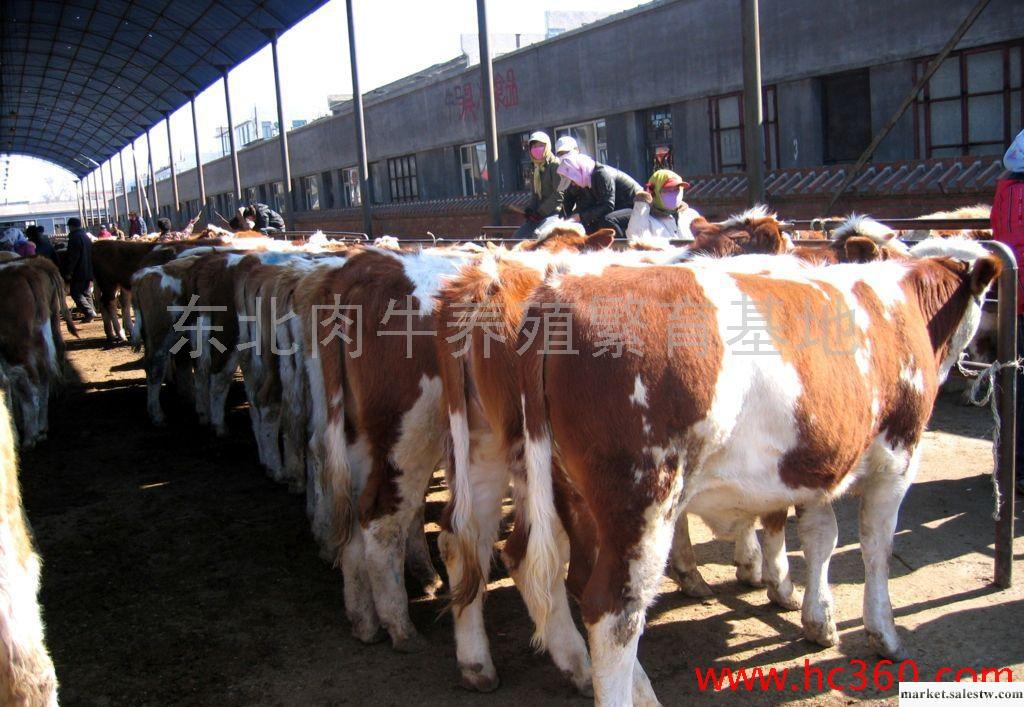 肉牛養殖基地供萬頭優質改良黃牛 改良肉牛 架子牛工廠,批發,進口,代購
