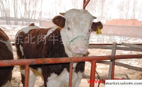 河南養殖基地供優質肉牛 牛犢 架子牛 育肥牛犢工廠,批發,進口,代購