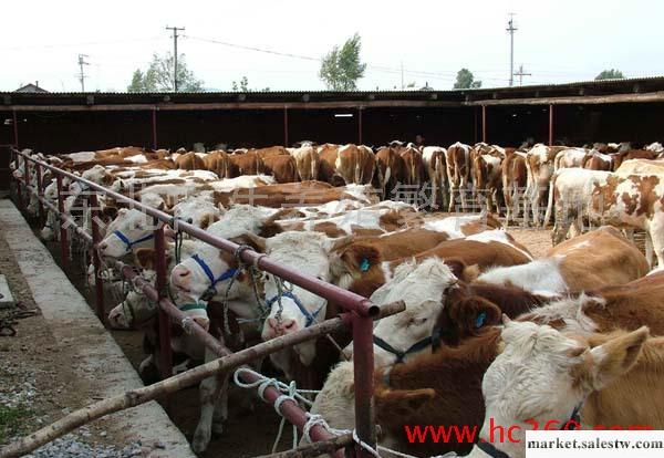 萬頭肉牛基地供架子牛 繁育母牛 種牛肉牛工廠,批發,進口,代購