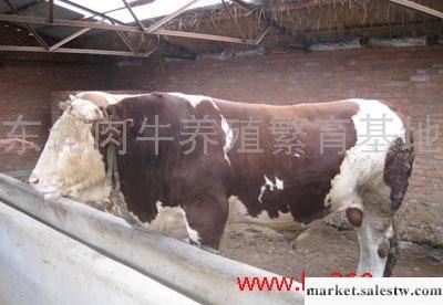 供東北優質肉牛 育肥牛 改良黃牛 架子牛工廠,批發,進口,代購
