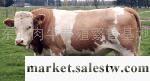 肉牛養殖技術 肉牛養殖  肉牛效益 肉牛利潤工廠,批發,進口,代購