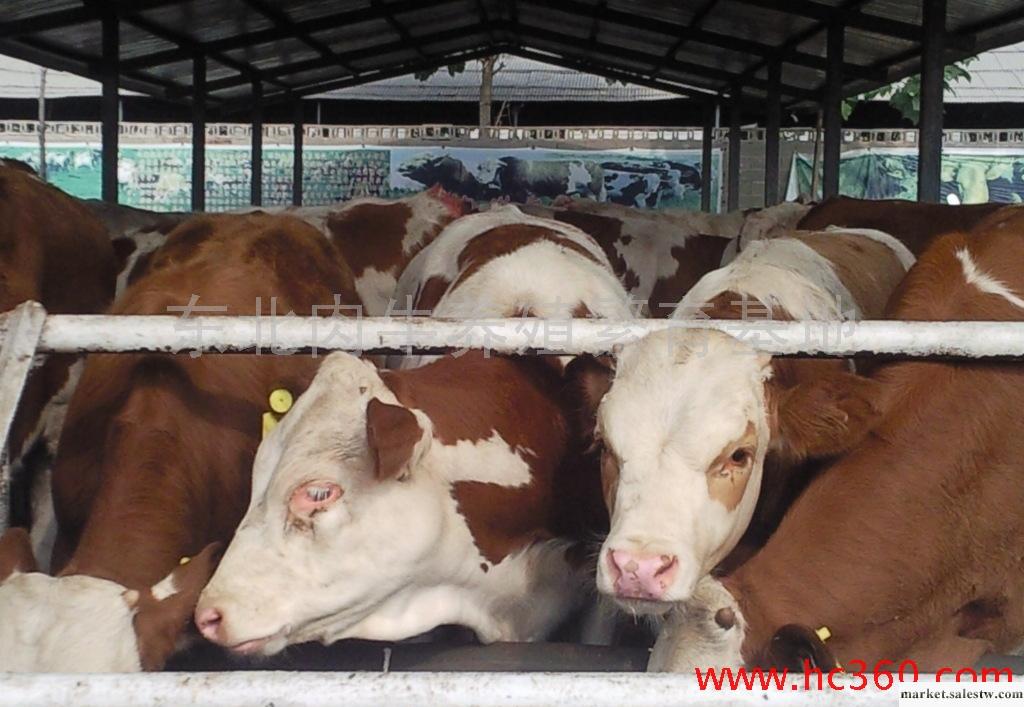 東北黃牛市場供改良黃牛 黃牛犢 黃牛種牛 黃牛牛犢工廠,批發,進口,代購