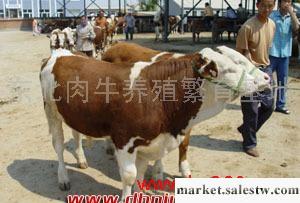供西門塔爾牛 肉牛 種牛 架子牛 繁育母牛工廠,批發,進口,代購
