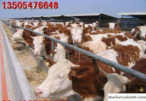 供應養牛 西門塔爾牛 魯西黃牛 夏洛萊牛 利姆贊牛 小肉牛畜旺牧業工廠,批發,進口,代購