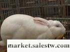 供應獺兔養殖技術肉兔種兔工廠,批發,進口,代購