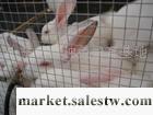 供應獺兔養殖技術獺兔品種獺兔養殖工廠,批發,進口,代購