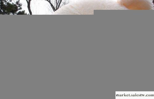 廠家直銷 正版 毛絨玩具 林嘉欣熊 瞇眼熊 泰迪熊 領結熊 1米工廠,批發,進口,代購