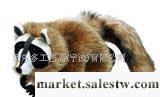 供應德國貝樂多_beleduc  手偶浣熊 毛絨玩具  兒童玩具  生日禮物批發・進口・工廠・代買・代購