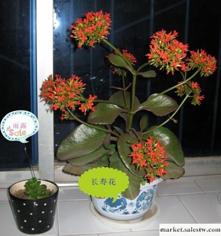供應河南鄭州市化妝品生產許可證 2013化妝品生產許可證QS工廠,批發,進口,代購