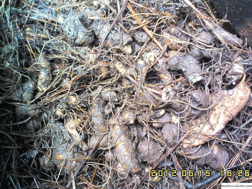 供應紅河野生重樓012紅河重樓13097425699工廠,批發,進口,代購