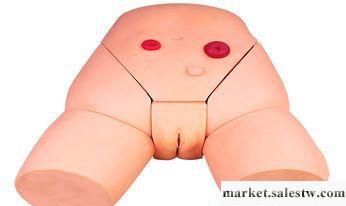 供應高級女性導尿模型【特價直銷】上海泰益女性導尿模型021-63532830工廠,批發,進口,代購