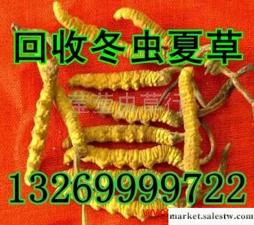 供應三亞回收冬蟲夏草13269999722海口回收冬蟲夏草工廠,批發,進口,代購