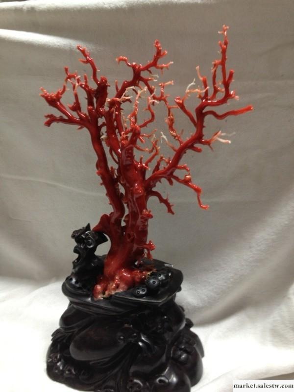 供應天然紅珊瑚 紅珊瑚制品生產 年度優秀廠家—啟航珠寶【13837743279】批發・進口・工廠・代買・代購