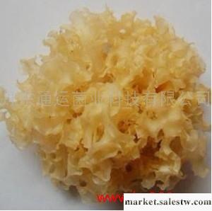 供應通運銀耳銀耳工廠,批發,進口,代購